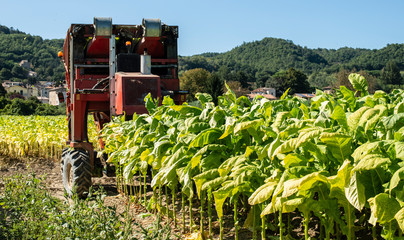Harvesting tobacco leaves with harvester tractor