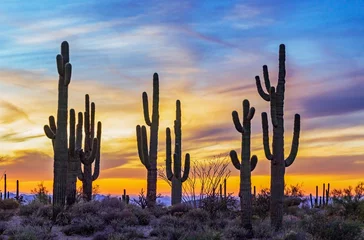 Foto op Aluminium Stand of Saguaro Cactus With Vibrant Sunset In Scottsdale Arizona © Ray Redstone