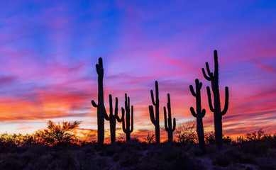 Stand of Saguaro Cactus At Sunset In Arizona - obrazy, fototapety, plakaty