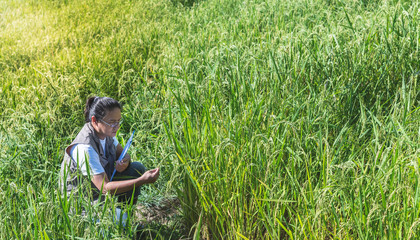 Naklejka na ściany i meble Agricultural Research Officer, middle aged Asian men are recording data of rice plants in fields that are growing and complete, ready for the upcoming harvest season, to people and agriculture concept