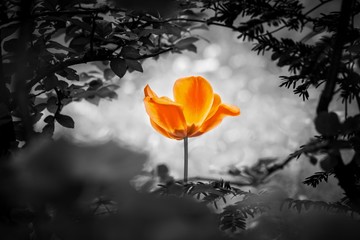 Orange tulip soul in black white for peace heal hope. The flower is symbol for power of life and mind strength beyond grief death and sorrows. Also symbolizes healing of stress or burnout - 303167515