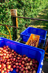 Harvest apples in big industrial apple orchard. Machine and crate for picking apples.