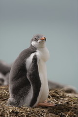 Gentoo penguin chick on South Georgia Island - 303167791