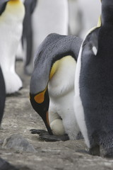 King penguin adjusting egg on South Georgia Island - 303168114