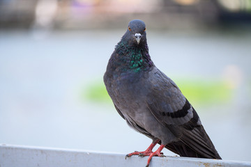 Pigeons on the street. Close up image