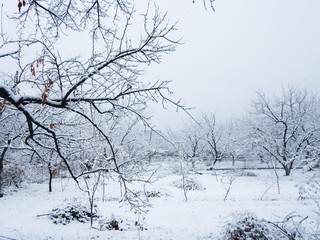 a lot of white snow on the branches of apricot trees. Winter cold on december day