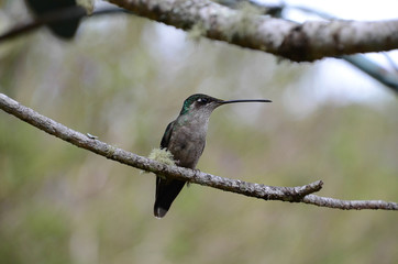 Colibri au Costa Rica