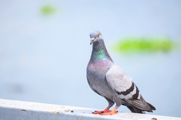 Pigeons on the street. Close up image