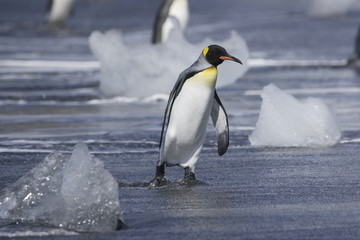King penguin arriving on shore of South Georgia Island - 303168580