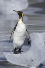 Young king penguin among ice on the beach on South Georgia Island - 303168587