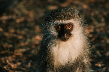Little cute monkey at dusk