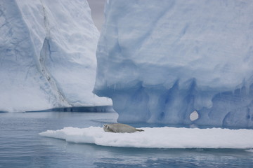 Crabeater seal on ice in Antarctica - 303168740