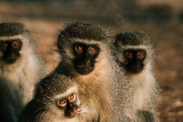 Naklejka premium Family of monkeys