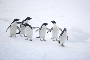 Adelie penguin group on an iceberg in Antarctica - 303169127
