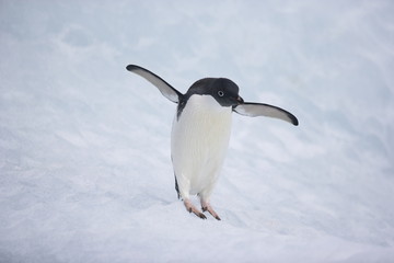 Adelie penguin spreading his wings in Antarctica - 303169157