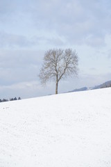 Fototapeta na wymiar Ein Baum im Schnee im Lavanttal
