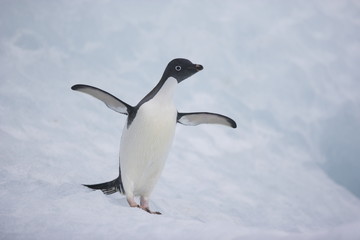 adelie penguin on an Antarctic iceberg with wings outstretched - 303169195