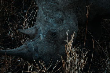 Male white rhino close-up