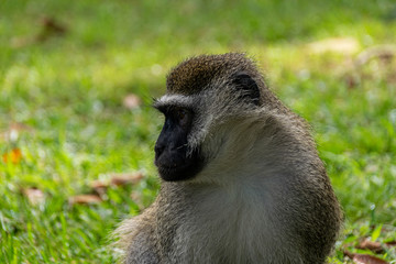 Vervet monkey (Chlorocebus pygerythrus)