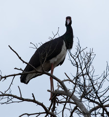 black stork
