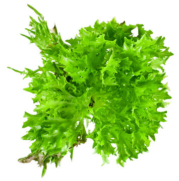 Fresh leaves of salanova salad isolated on a white background. Top view.