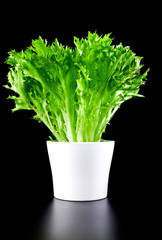 Fresh leaves of potted salanova salad isolated on a black background