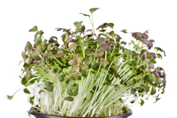 Mizuna microgreen of japanese mustard in a pot isolated on a white background.