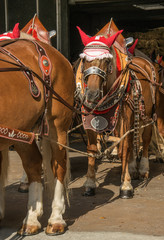 Pferdegespann f&uuml;r den Umzug geschm&uuml;ckt