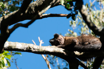 Sleeping monkey on a tree branch