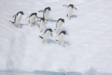 Adelie penguins head toward the ocean in Antarctica - 303170944