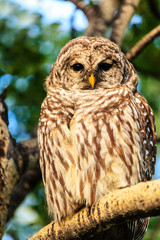 Tawny owl against background of blurred trees
