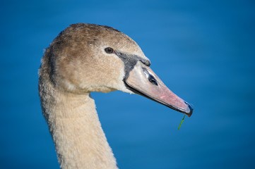 head of a young swan