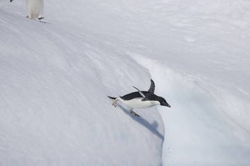 Adelie penguin leaping off an iceberg in Antarctica - 303171512