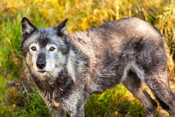 Gray wolf portrait close up. A perfct  predator. 