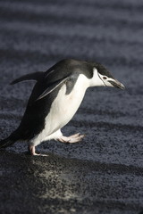 Chinstrap penguin walking on a black beach on South Georgia Island