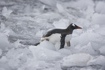 Gentoo penguin among ice on South Georgia Island - 303172308