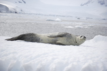 Leopard seal on iceberg in Antarctica - 303172367