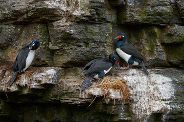 Rock Shag (Phalacrocorax magellanicus) nesting on the cliffs of Bleaker Island in the Falkland...