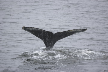 Humpback whale tail in Antarctica - 303172565