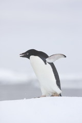 Adelie penguin walking on ice - 303172740