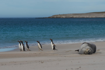 Gentoo Penguins (Pygoscelis papua) pass a sleeping Leopard Seal (Hydrurga leptonyx) on a sandy beach Bleaker Island in the Falkland Islands.