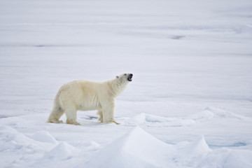 Polar Bear roaming the Arctic - 303172771