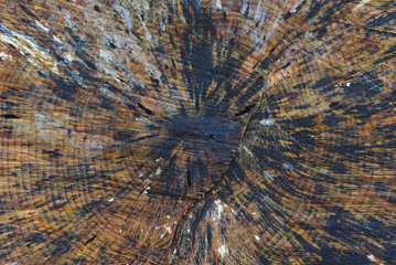 coupe de tronc d'arbre en gros plan, texture de bois