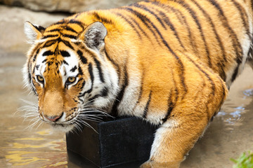 Bengal tiger rplaying in a captivitie. 