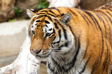 A Bengal tiger at a pond,