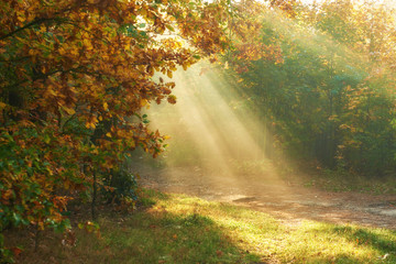 Obraz premium Autumn morning in the forest