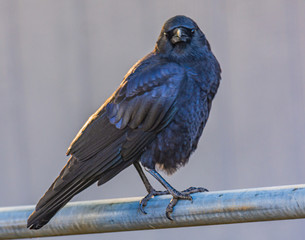 Black Crow - bird