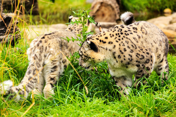 Snowleopard (lat. unica unica) walking towards.....