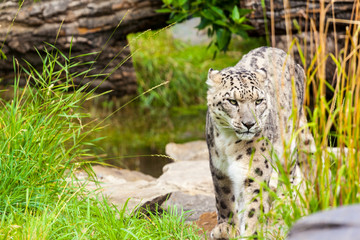 Snowleopard (lat. unica unica) walking towards.....