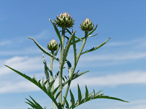 Artichoke flower on blue sky background